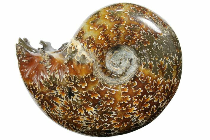 Polished, Agatized Ammonite (Cleoniceras) - Madagascar #110510